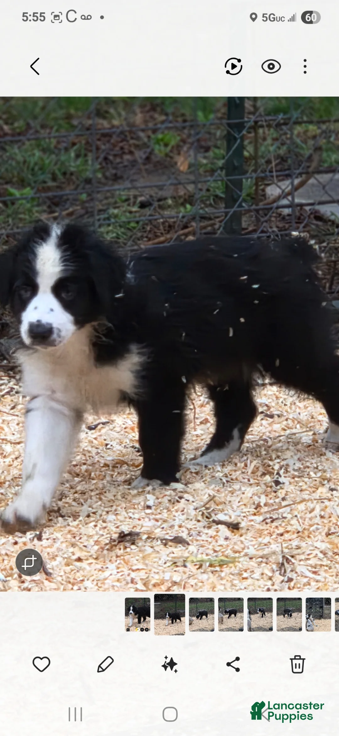 Australian Shepherd dogs for sale: Australian Shepherd Puppy 7 - Ad 2