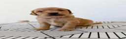 Golden Retriever dogs for sale: Golden Retriever 6 - Ad 3
