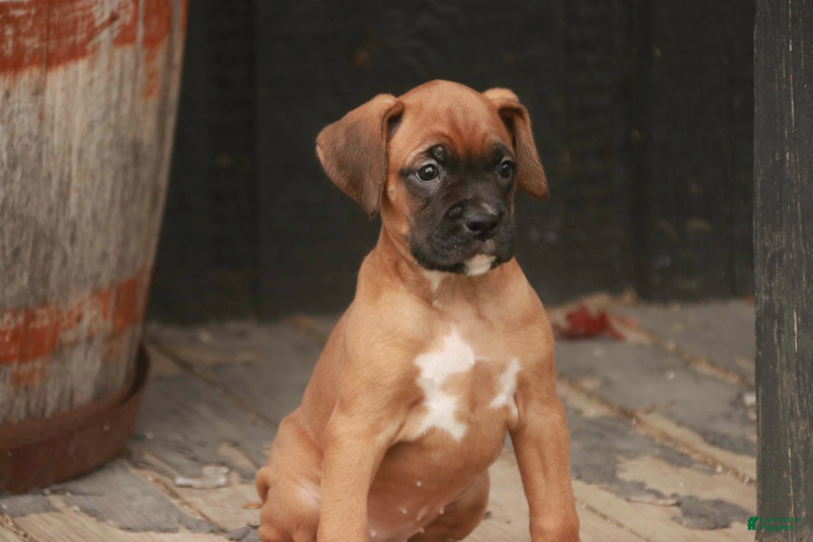 Boxer dogs Hazel - Ad 25