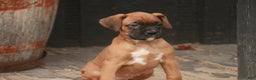 Boxer dogs for sale: Hazel - Ad 1