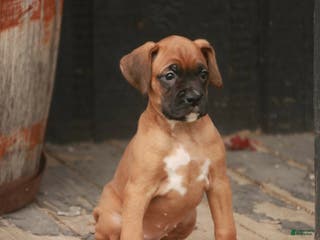 Boxer dogs Hazel - Ad 42