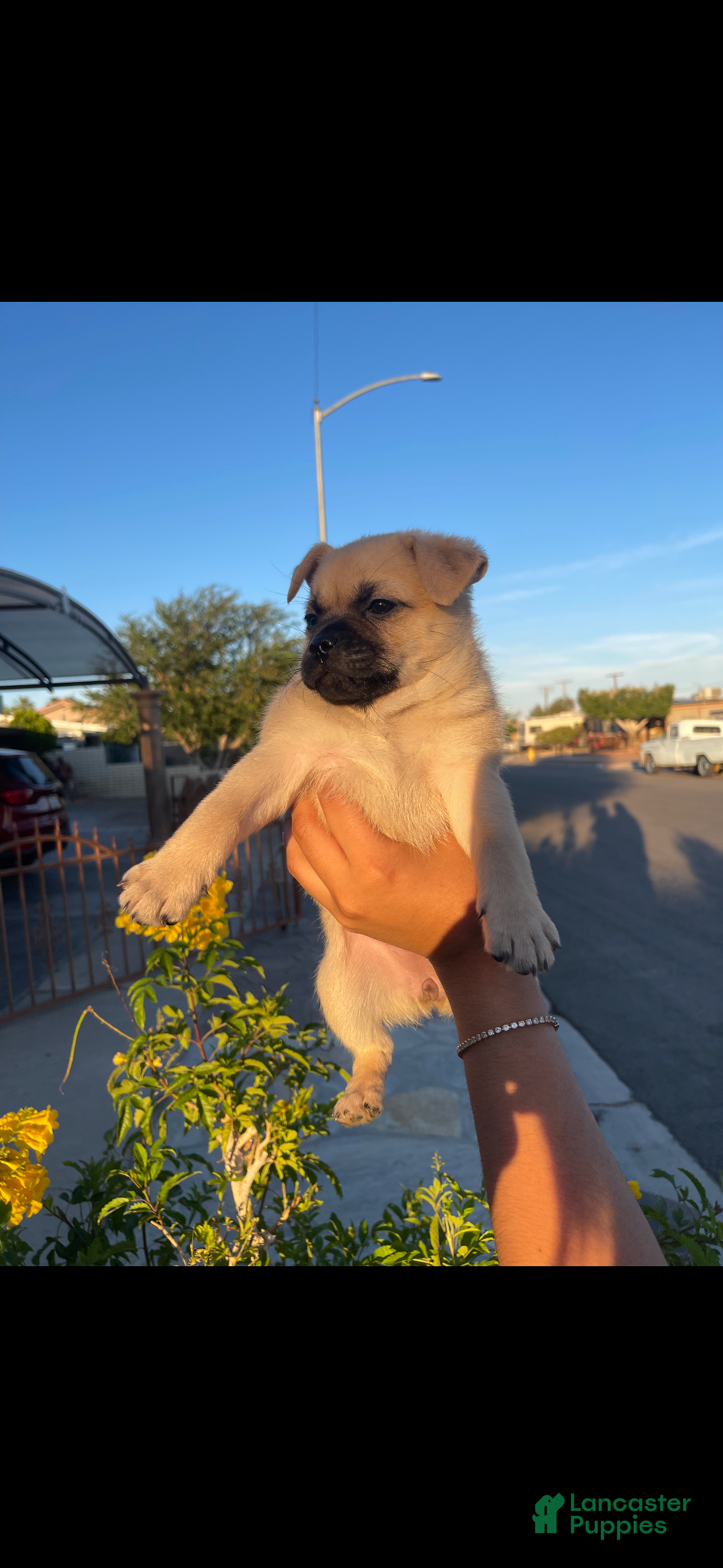 Mixed Breed dogs Nala - Ad 30