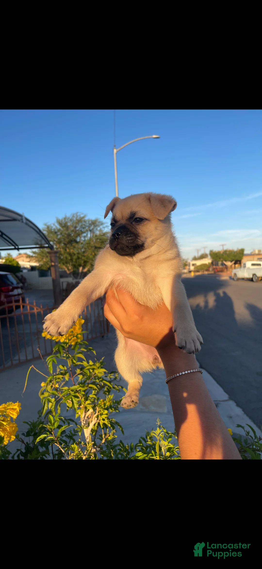 Mixed Breed dogs for sale: Nala - Ad 1