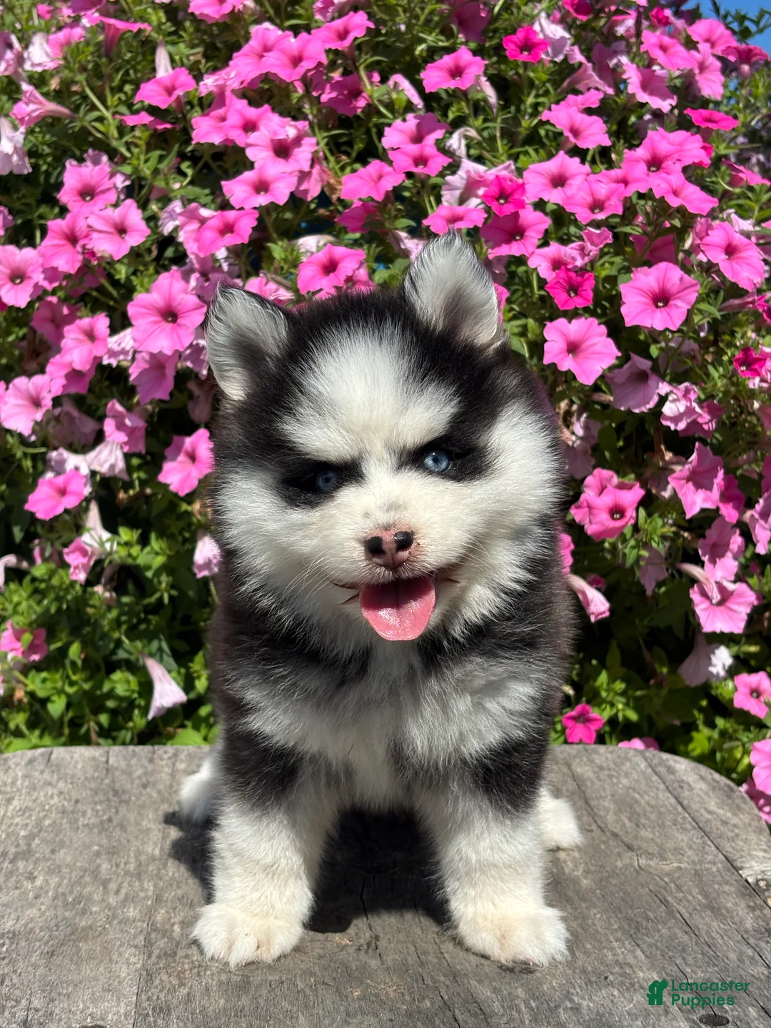 Pomsky dogs for sale: Zion - Ad 1