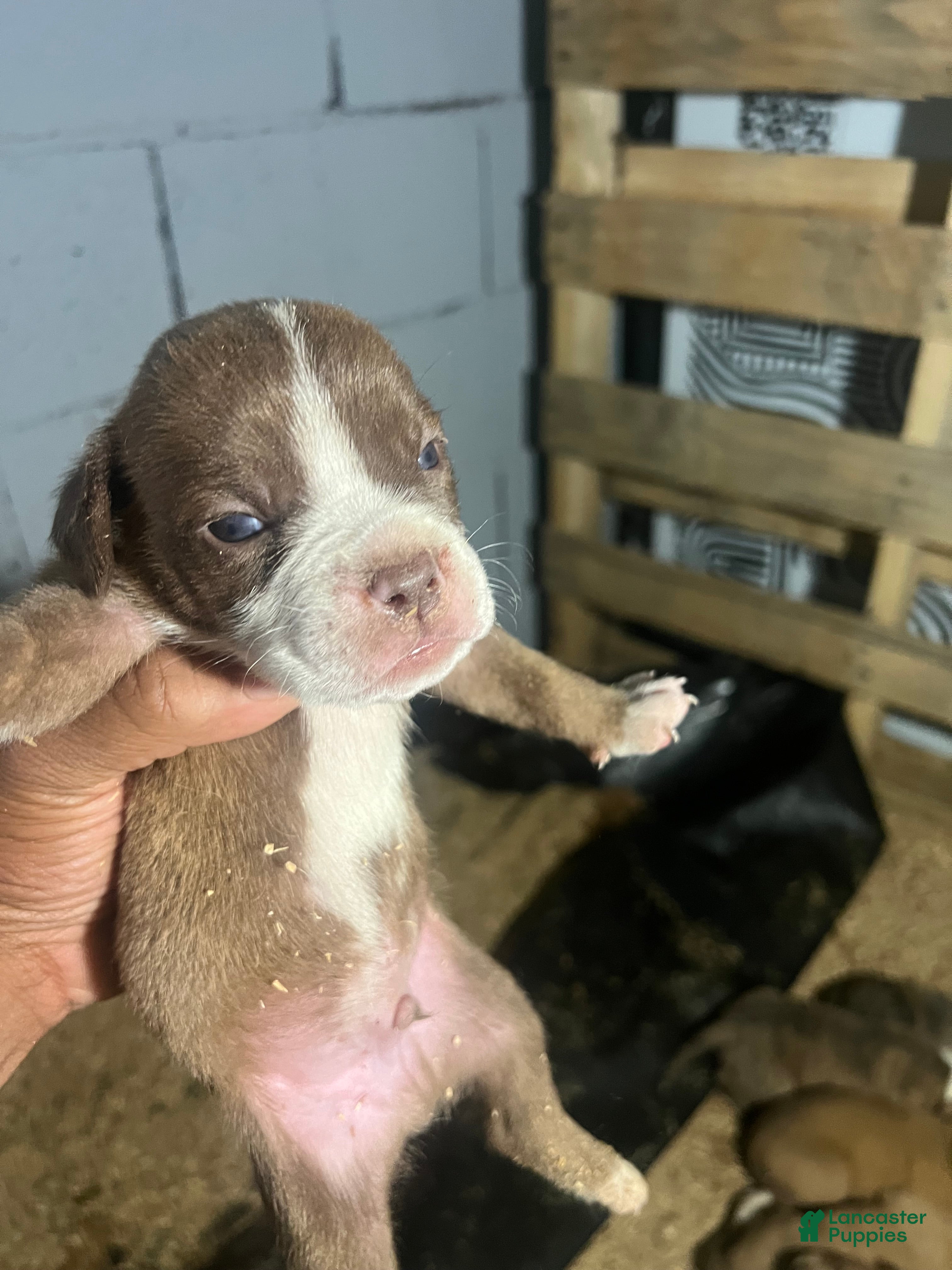 Olde English Bulldogge dogs Brown & White Male Olde English Bulldogge – Available - Ad 31