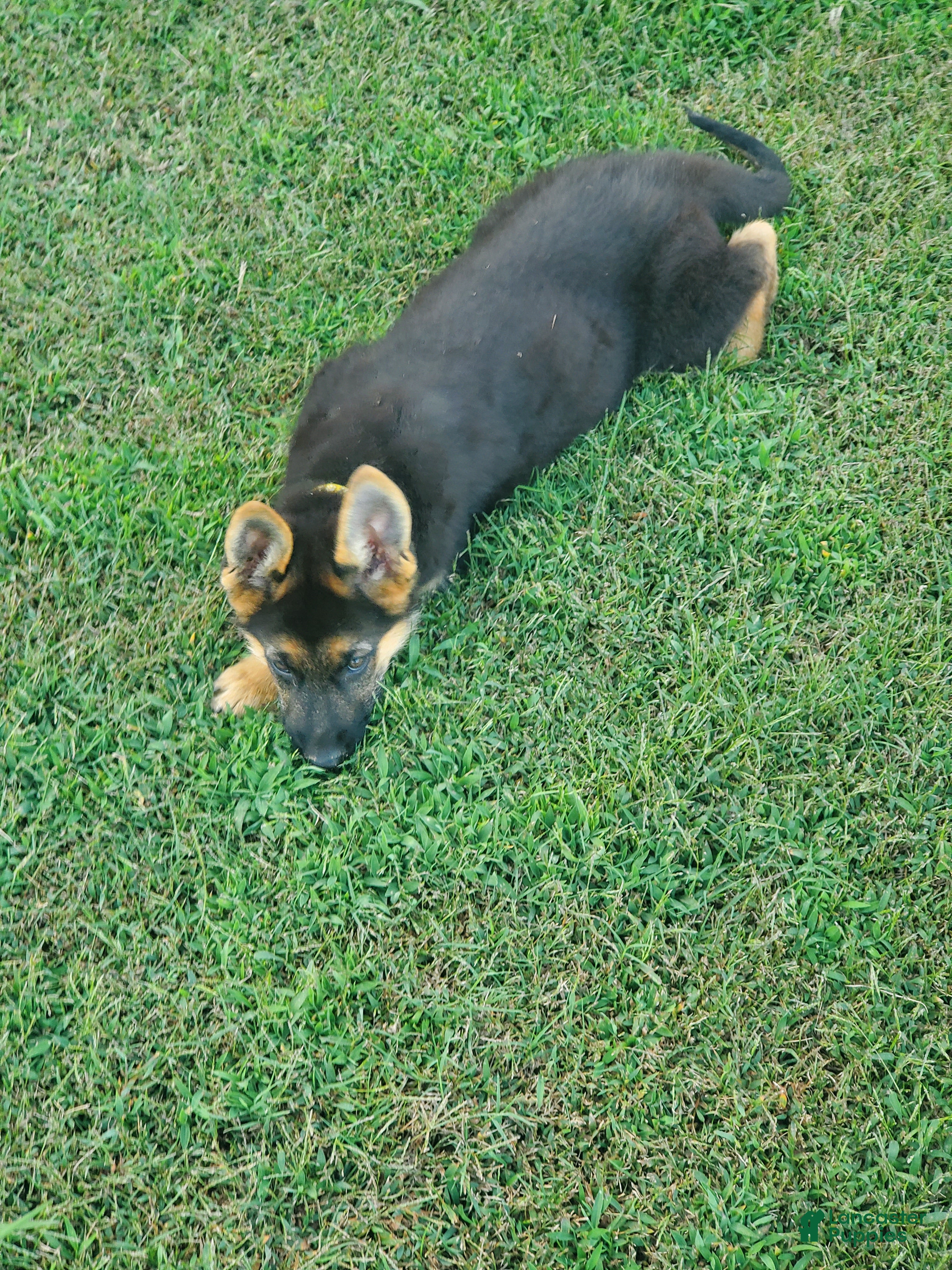 German Shepherd dogs Yellow Male - Ad 2