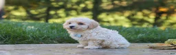 Maltipoo dogs for sale: Finley - Ad 10