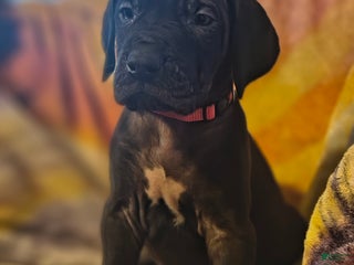 Great Dane dogs - Ad 32