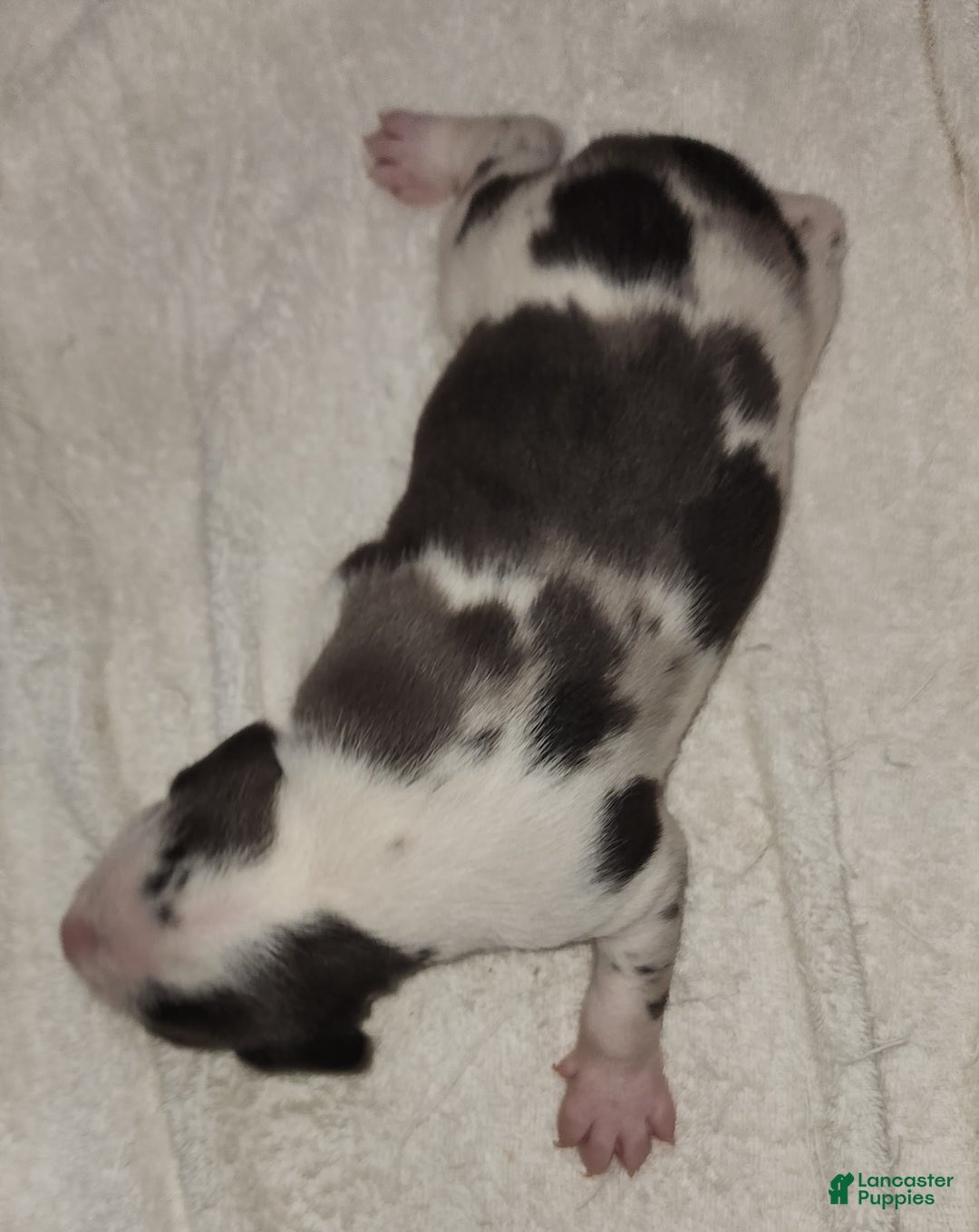Catahoula Leopard Dog dogs for sale: Gabby F2025 M3 Catahoula puppy - Ad 2
