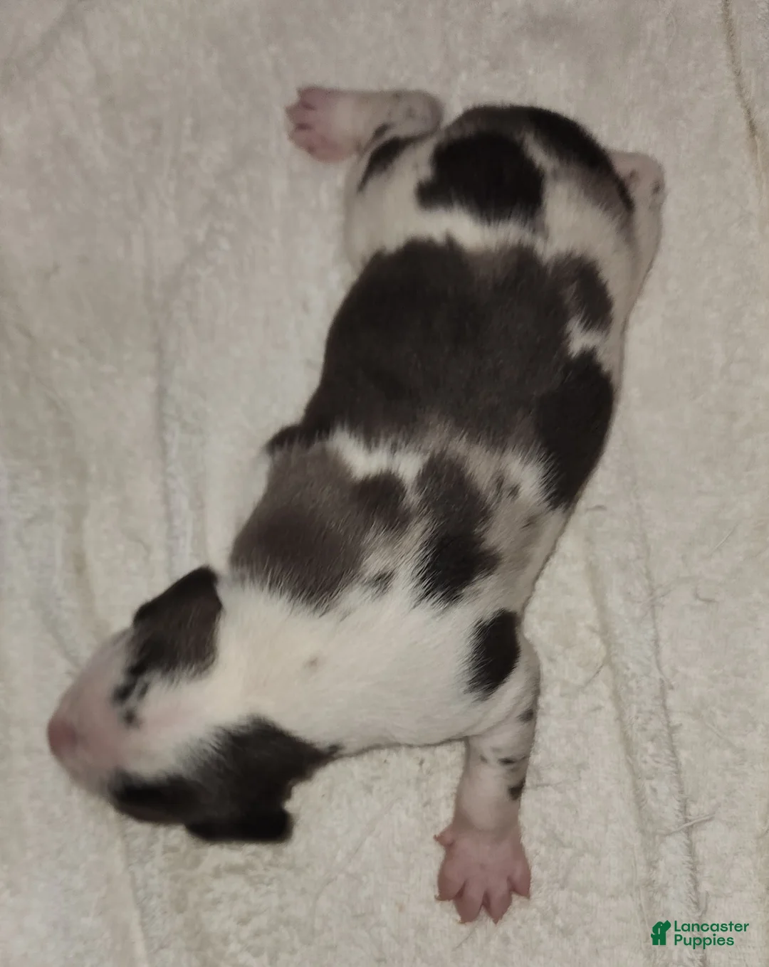 Catahoula Leopard Dog dogs for sale: Gabby F2025 M3 Catahoula puppy - Ad 3