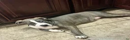 American Bully dogs for sale: Niko - Ad 3