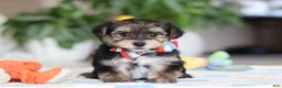 Morkie dogs for sale: Riley - Ad 1