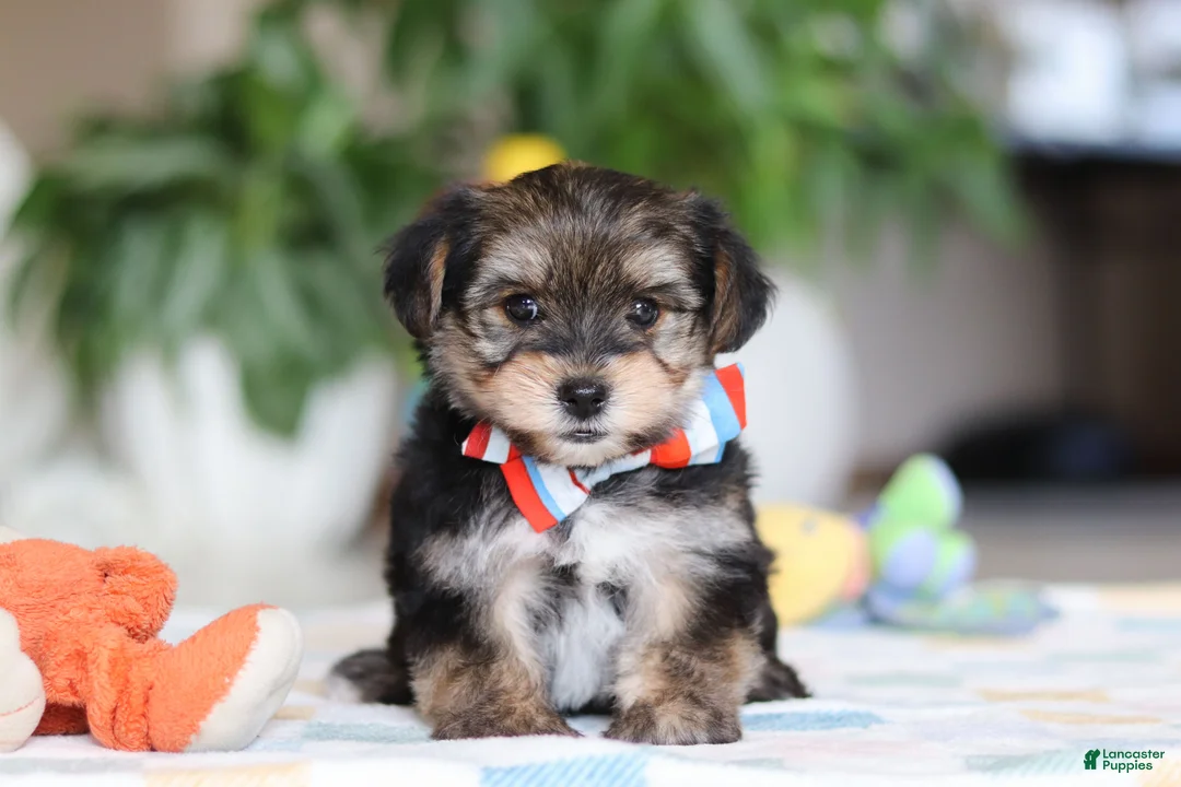Morkie dogs for sale: Riley - Ad 1