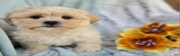 Shihpoo dogs for sale: Marshmallow - Ad 15