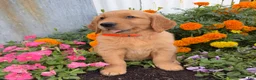 Golden Retriever dogs for sale: Hank - Ad 3