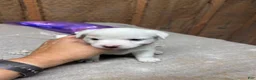 Jack Russell Terrier dogs for sale: Girl 2 - Ad 6