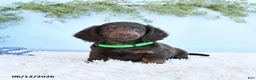 Miniature Dachshund dogs for sale: Scamper - Ad 5