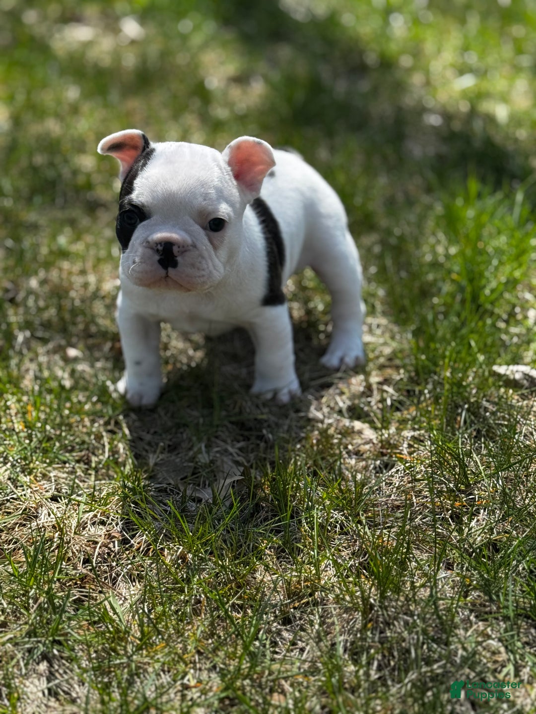 French Bulldog dogs for sale: French Bulldog Puppy 1 “Seamus” - Ad 7