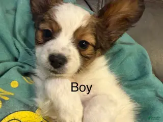 Papillon dogs Papillon Puppy 2 - Ad 15