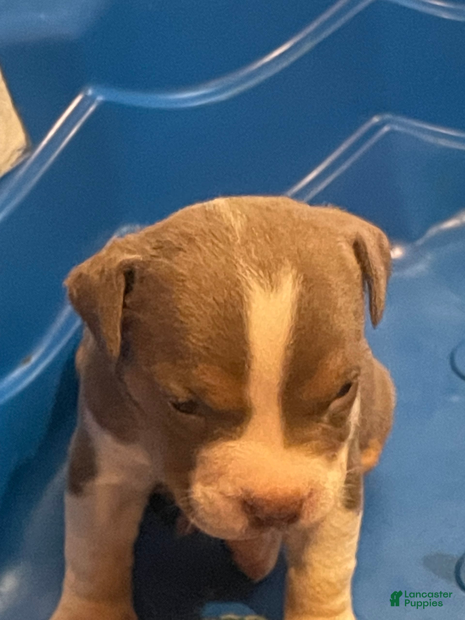 American Bully dogs Merl - Ad 18