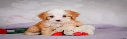 Mini Bernedoodle dogs for sale: Marcy - Ad 6