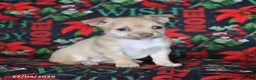 Chihuahua dogs for sale: Pixie - Ad 4