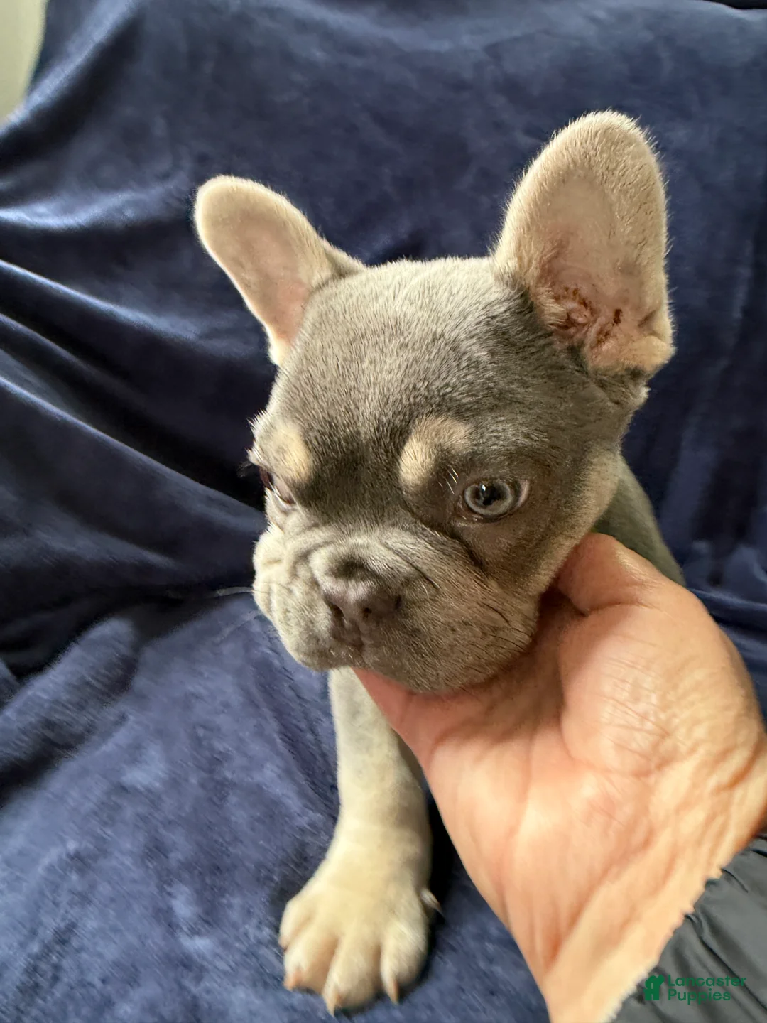 French Bulldog dogs for sale: Dexter - Ad 2