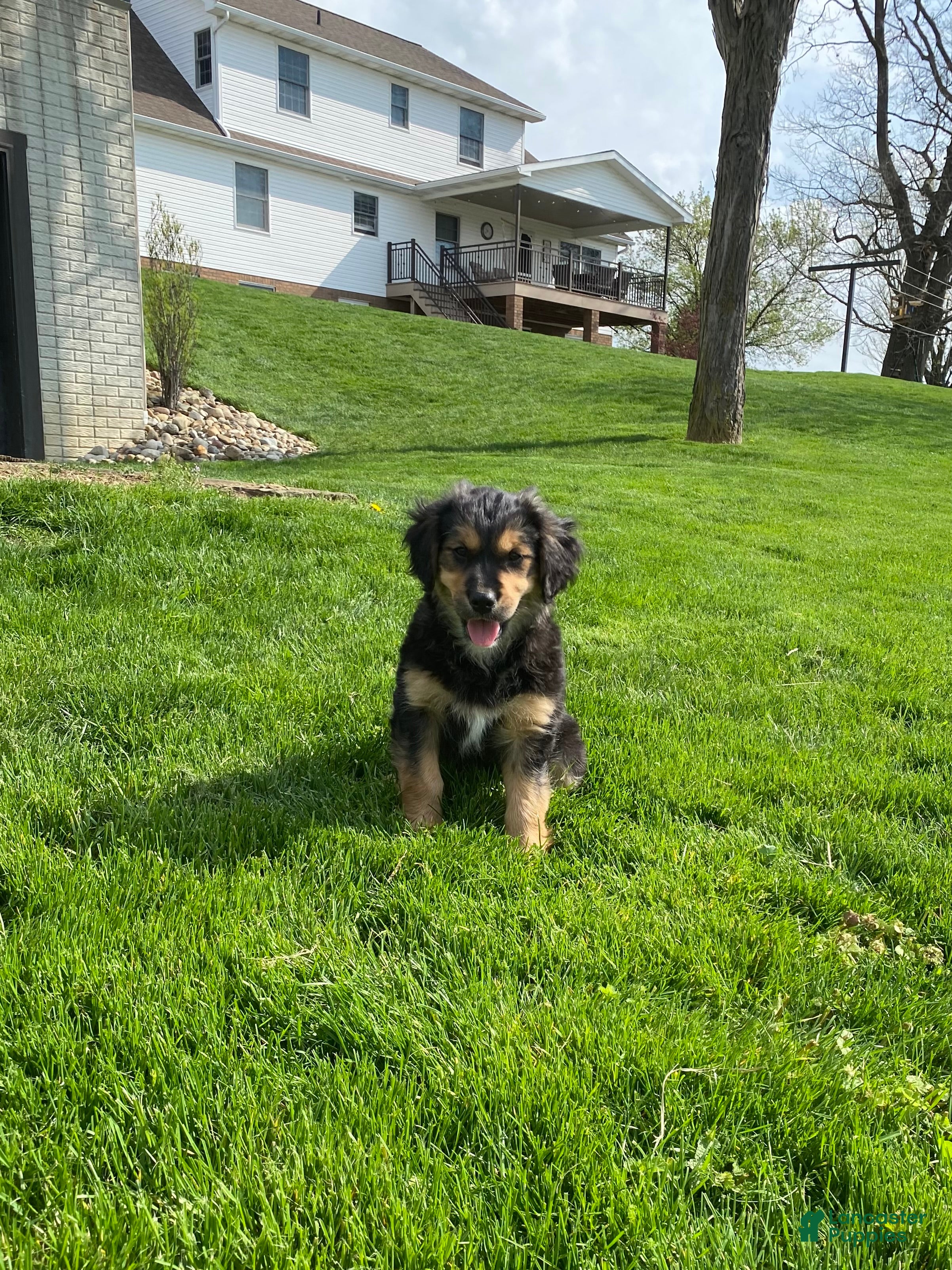 Mixed Breed dogs Cookie - Ad 1