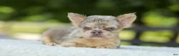 French Bulldog dogs for sale: Lacy - Ad 3