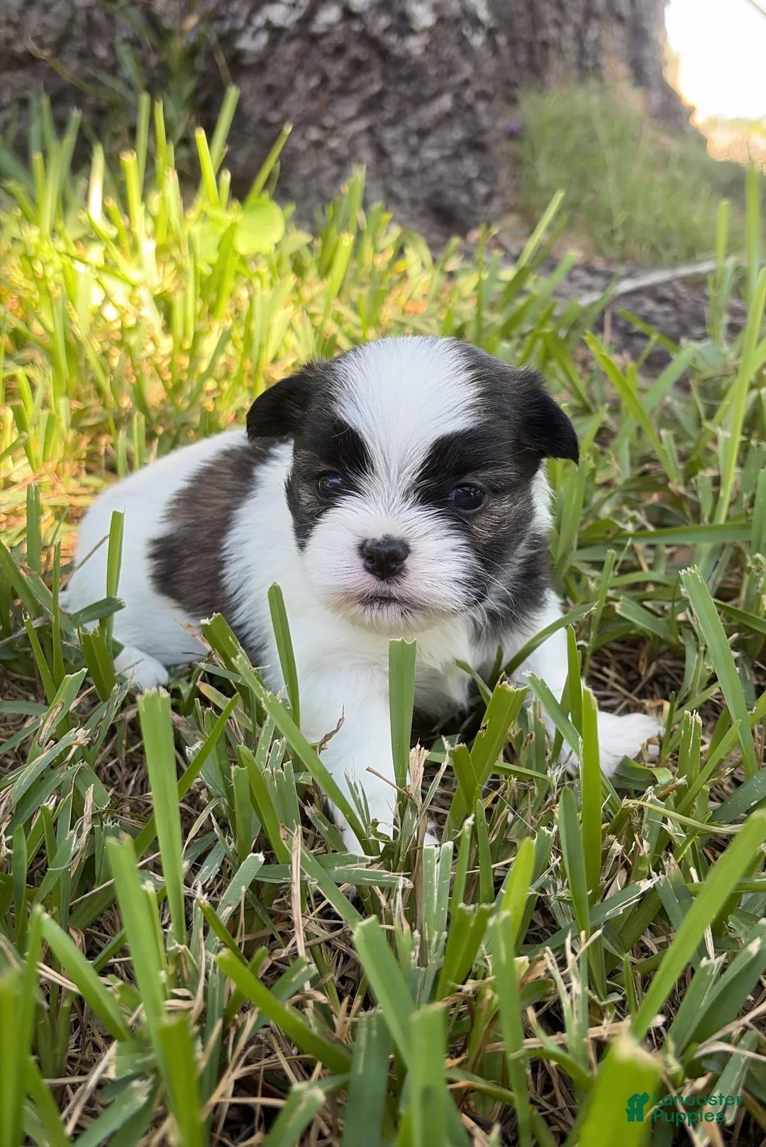 Mixed Breed dogs for sale: Mixed Breed 5 - Ad 1