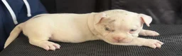 American Bully dogs for sale: American Bully 7 - Ad 3