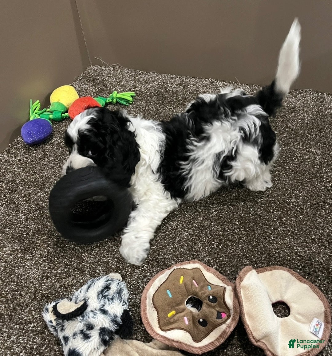 Cockapoo dogs for sale: Milo - Ad 6