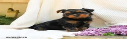 Yorkshire Terrier dogs for sale: Max - Ad 3