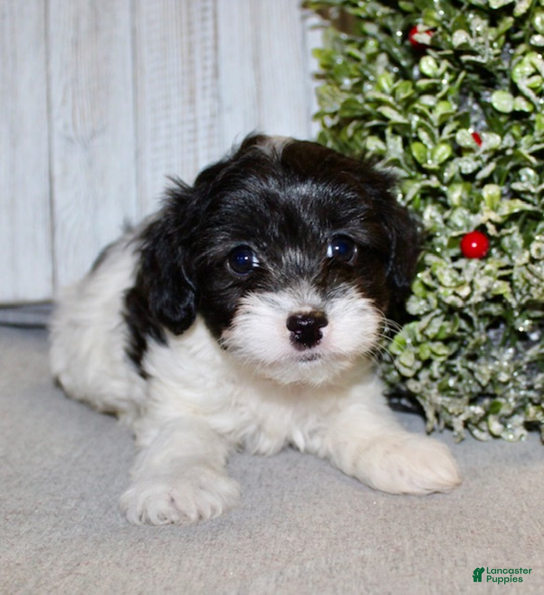 Cavapoo dogs for sale: Shirley - Ad 3