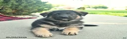 Mixed Breed dogs for sale: River  - Ad 3