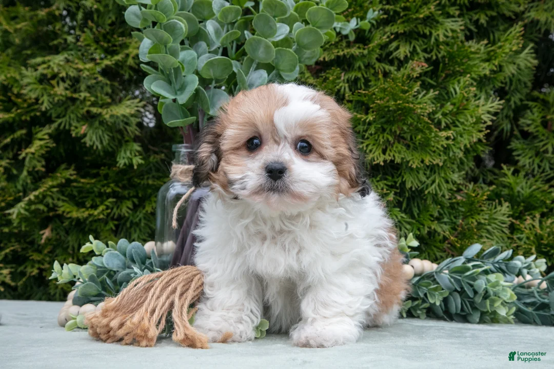 Teddy Bear dogs for sale: Dipper - Ad 2