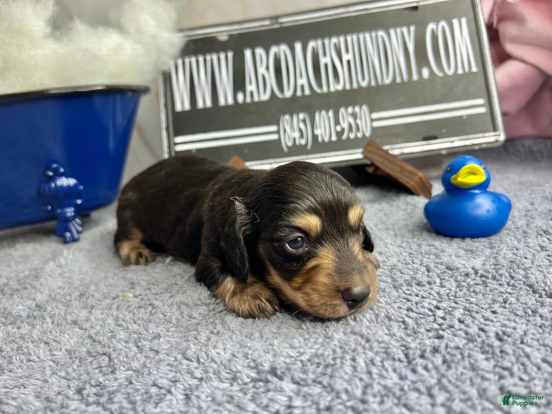 Miniature Dachshund dogs for sale: Gorgeous  - Ad 3