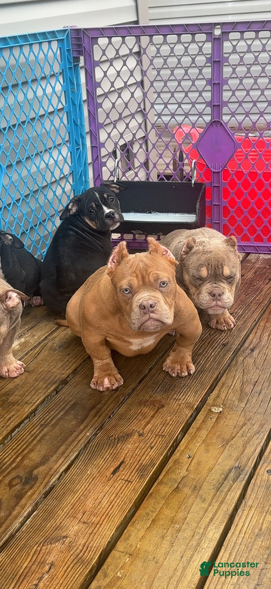 American Bully dogs Saweetie - Ad 2
