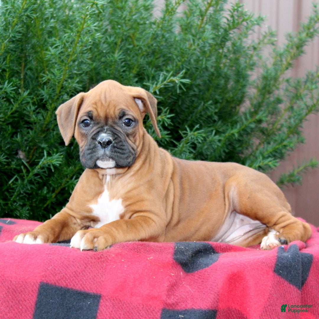 Boxer dogs for sale: Amber  - Ad 2