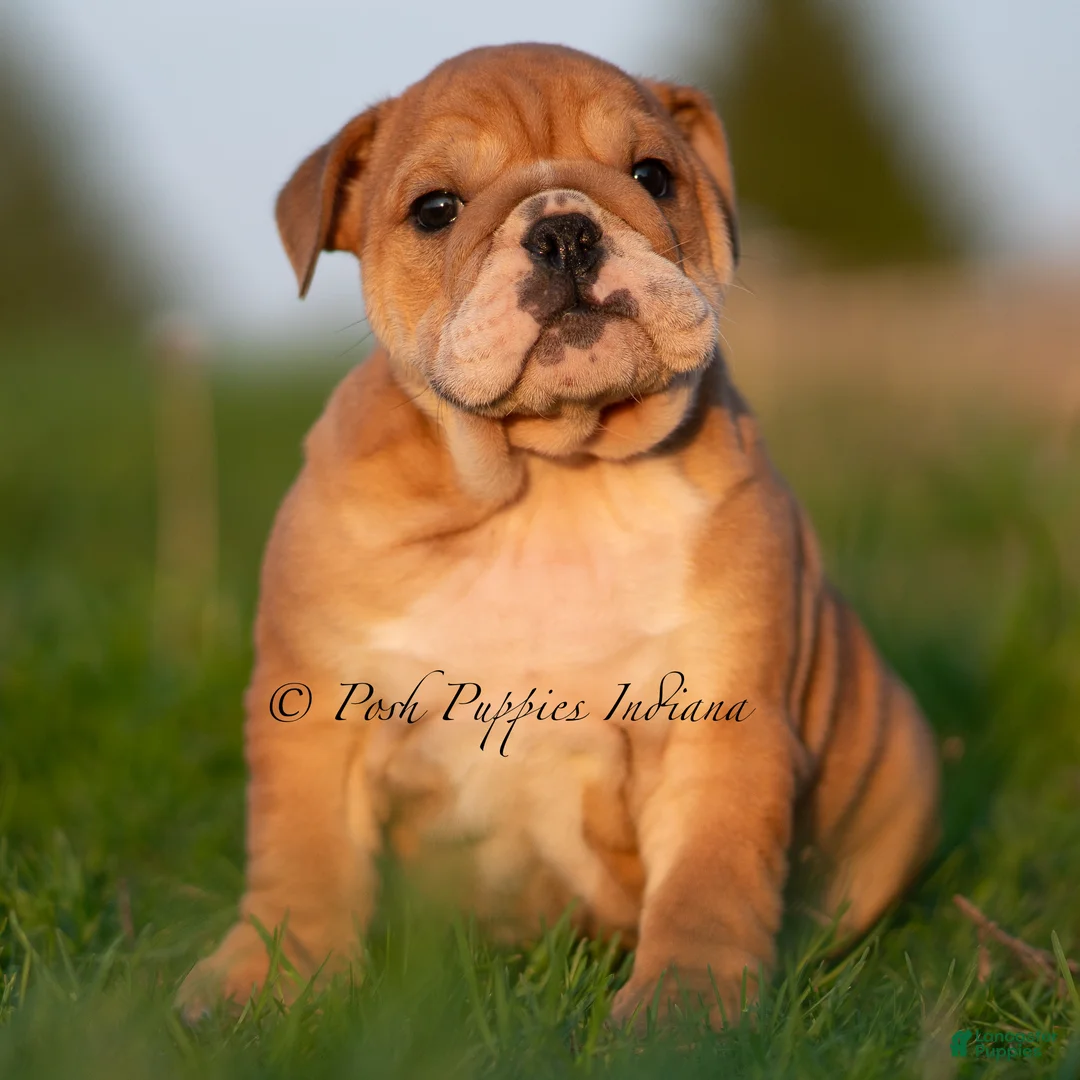 English Bulldog dogs for sale: Porkchop AKC - Ad 2