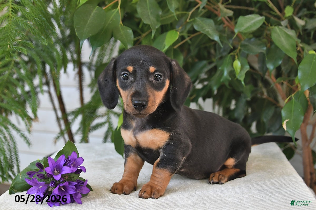 Dachshund dogs Jubilee - Ad 1