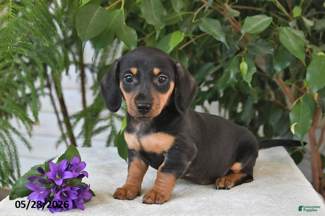 Dachshund dogs for sale: Jubilee - Ad 1