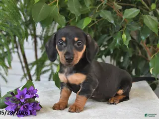 Dachshund dogs for sale: Jubilee - Ad 3