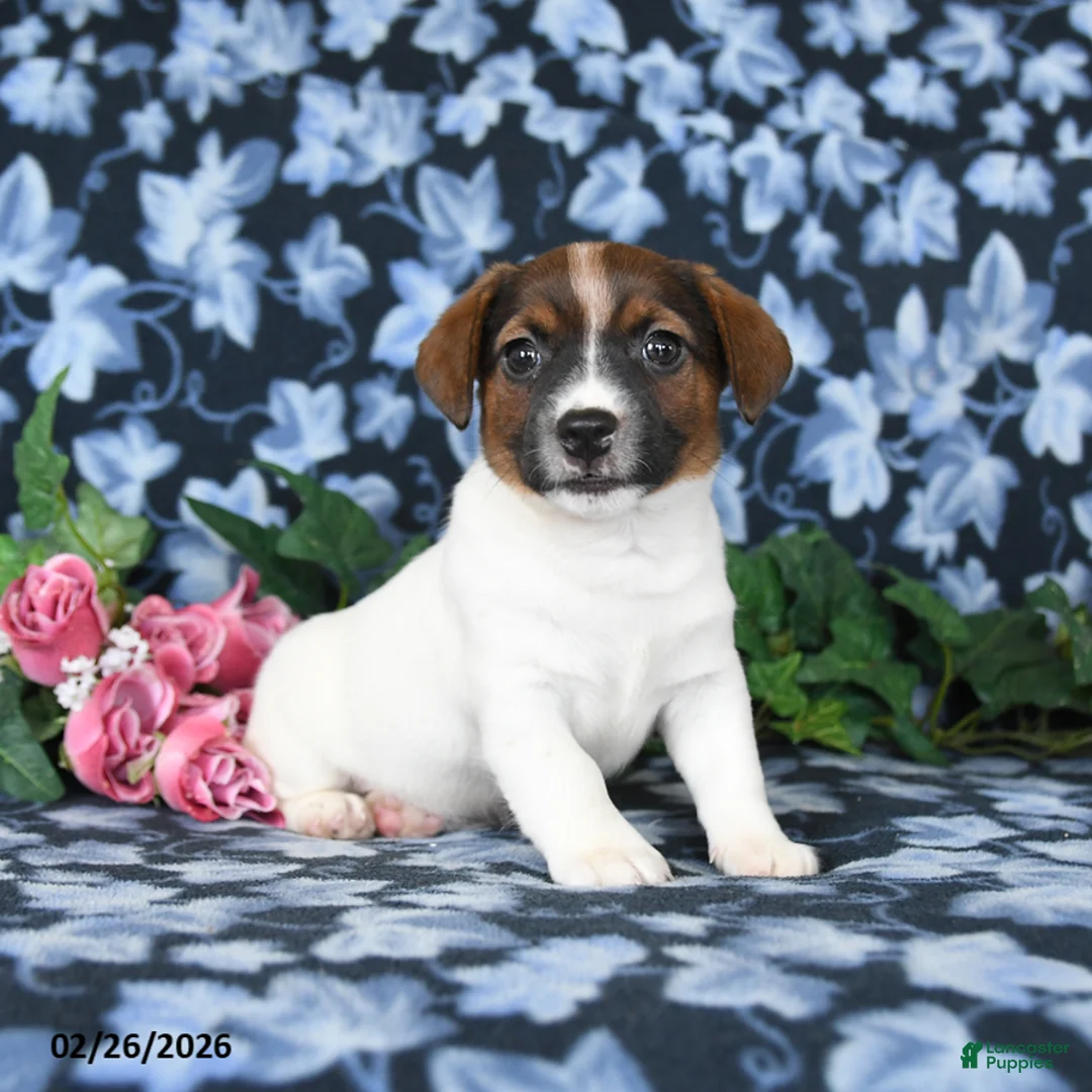 Jack Russell Terrier dogs for sale: Andy - Ad 3