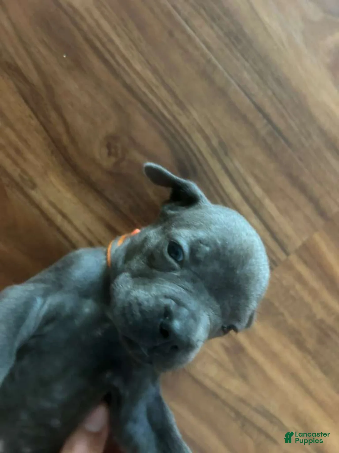 Cane Corso dogs for sale: Cane Corso Puppy 8 - Ad 1