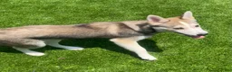 Alaskan Klee Kai dogs for sale: Vermithor (The Bronze Fury) - Ad 8