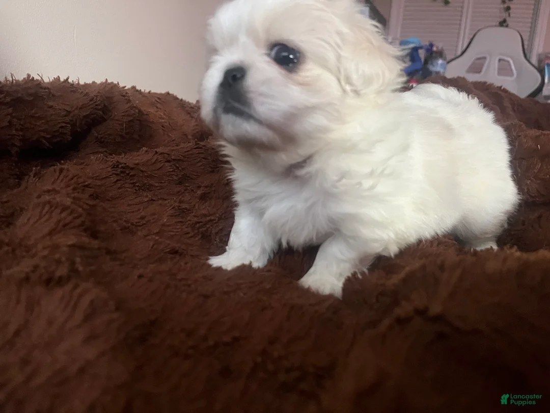 Pekingese dogs for sale: Pekingese Puppy 3 - Ad 1