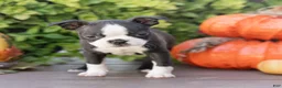 Boston Terrier dogs for sale: Jules Boston Terrier  - Ad 3