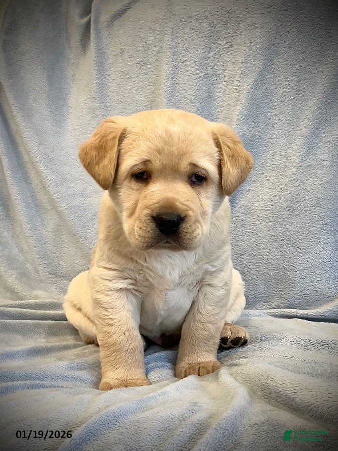 Labrador Retriever dogs Gus - Ad 4