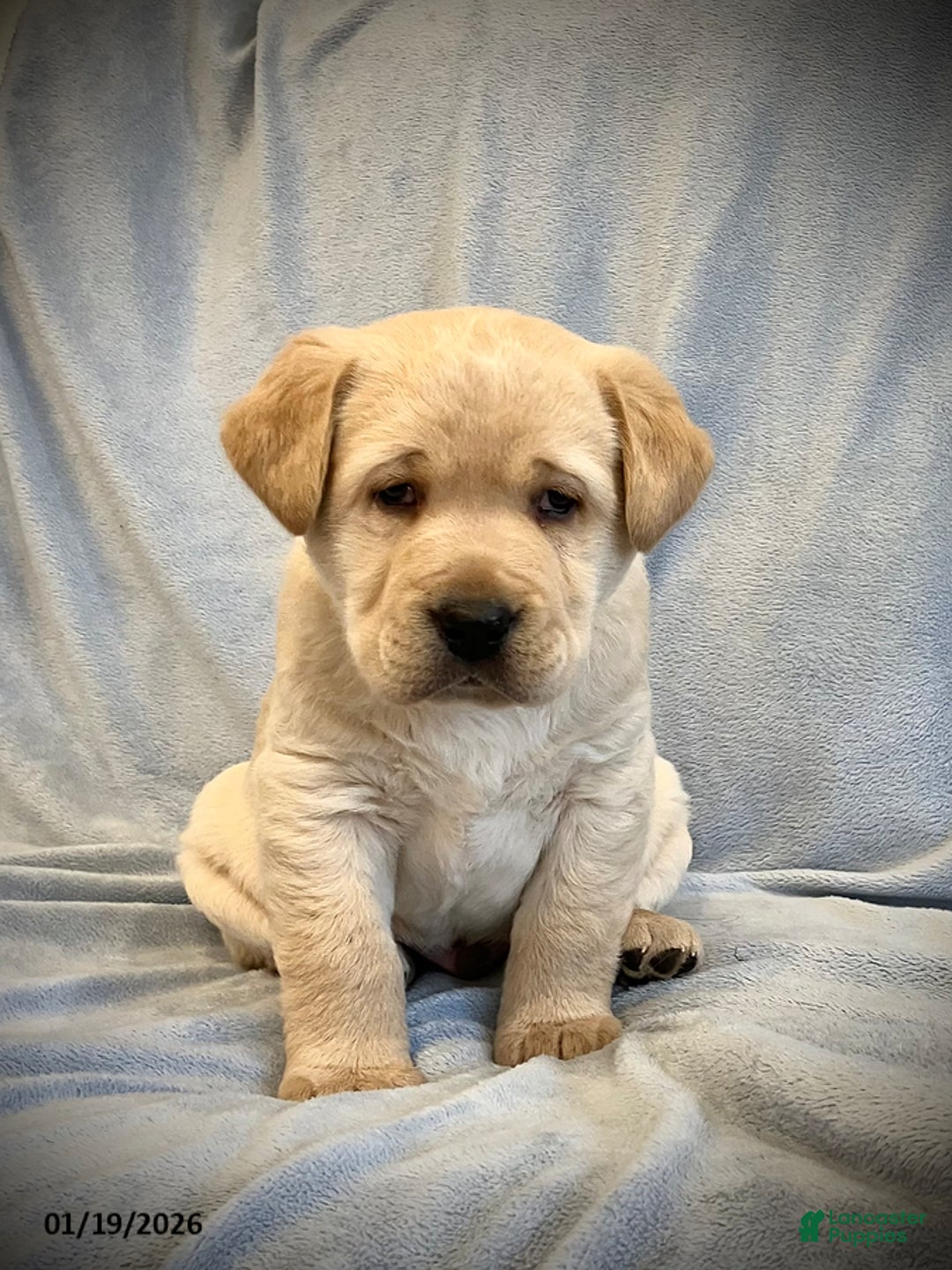 Labrador Retriever dogs for sale: Gus - Ad 1